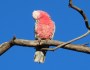 Galahs have pink or dark&nbsp;eyes
