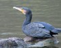 Sculpted feathers of the Great&nbsp;Cormorant