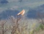 Nankeen Kestrel at Bendleby&nbsp;Ranges