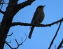 Call of the Singing&nbsp;Honeyeater