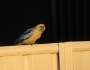 Yellow Crimson Rosella at Wagga&nbsp;Wagga