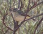 Chestnut-rumped and Yellow-rumped&nbsp;Thornbills