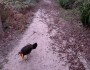 Sorry Mr Brush-turkey